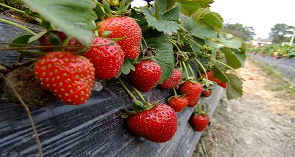 探秘东瀛草莓术:从田间到智能工厂的鲜甜革命 探秘东瀛草莓术:从田间到智能工厂的鲜甜革命