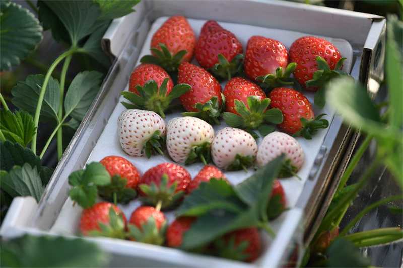 探秘东瀛草莓术:从田间到智能工厂的鲜甜革命 探秘东瀛草莓术:从田间到智能工厂的鲜甜革命