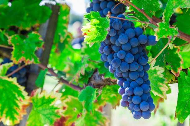 探秘无花果种植诀窍：从新疆“割韭菜”技法到家庭庭院管理全攻略