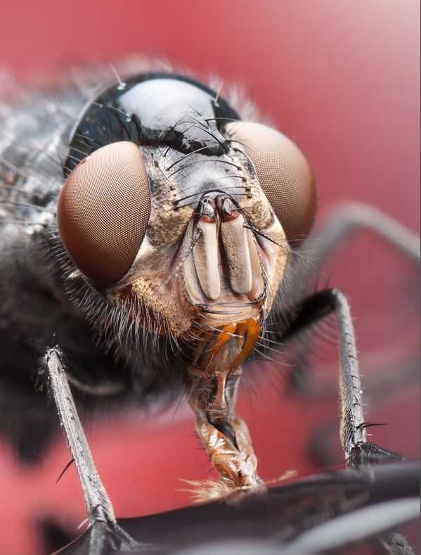 探秘昆虫立体拍摄：从入门技巧到前沿科技