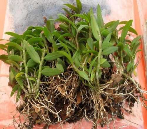 探秘石斛栽培，从选苗到采收的全流程指南