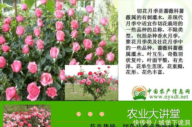 花卉种植技术的学习地图