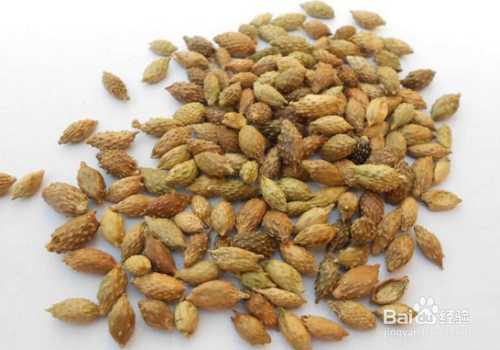 苍耳高效种植诀窍与实用管理技巧