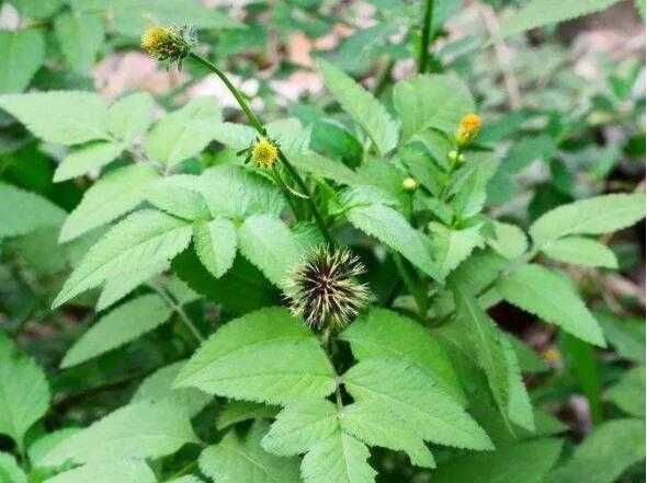 苍耳高效种植诀窍与实用管理技巧