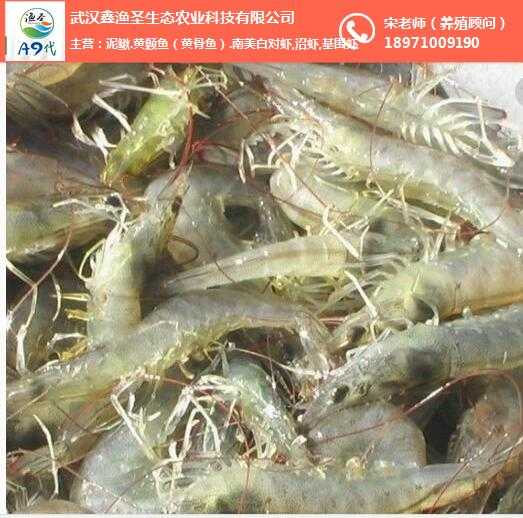 探索青虾养殖新法门，这些招数让养虾更轻松