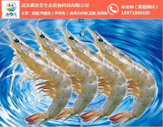 探索青虾养殖新法门，这些招数让养虾更轻松