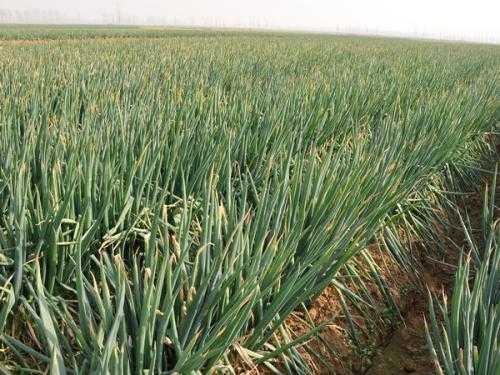 揭开龙爪葱的神秘面纱：手把手教你种好楼葱-第1张图片-正海烽科技 - 领先的只能推广行业，智能制造解决方案提供商