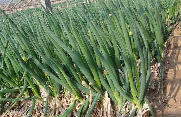 揭开龙爪葱的神秘面纱：手把手教你种好楼葱-第2张图片-正海烽科技 - 领先的只能推广行业，智能制造解决方案提供商