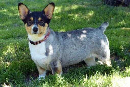 搜索犬养殖全攻略：从挑选到呵护的实战心得