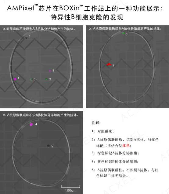 数字微流控技术芯片：实验室里的智能魔术师
