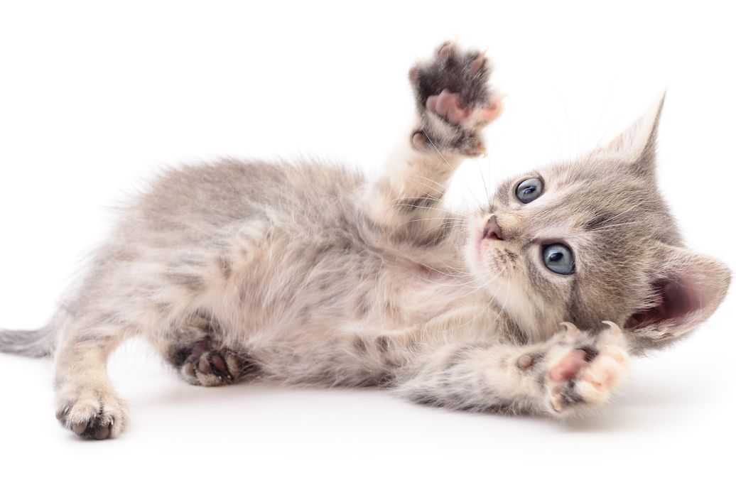 整理内容不用愁，小猫开人工智能来帮手