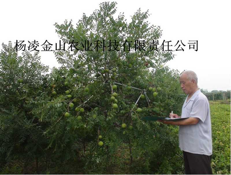 文官果栽培养护全攻略：从种苗选择到丰产管理的实用技巧