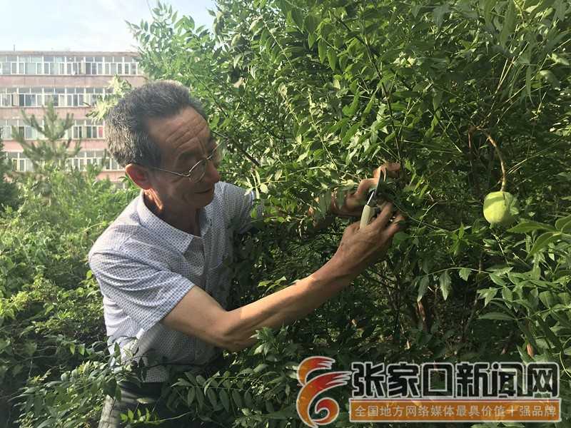 文官果栽培养护全攻略：从种苗选择到丰产管理的实用技巧