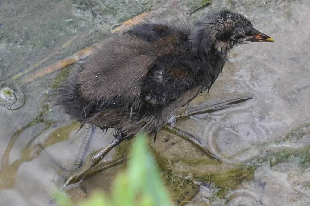 斑鸠养殖那些事儿，看完少走弯路