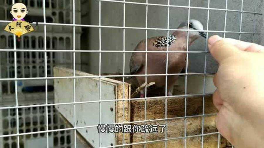 斑鸠养殖那些事儿，看完少走弯路