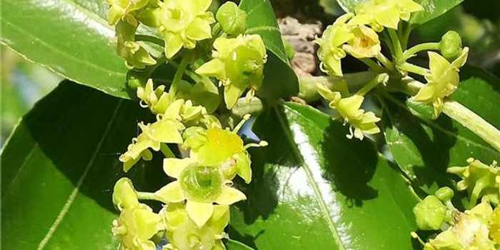 新疆枣树管理技术全