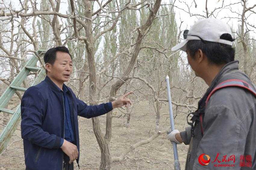 新疆枣树管理技术全