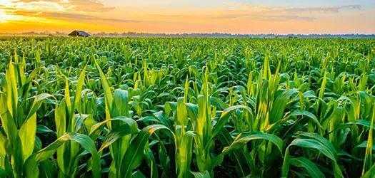 新疆食葵高产秘诀:科学管理让葵花籽粒粒饱满 新疆食葵高产秘诀:科学管理让葵花籽粒粒饱满