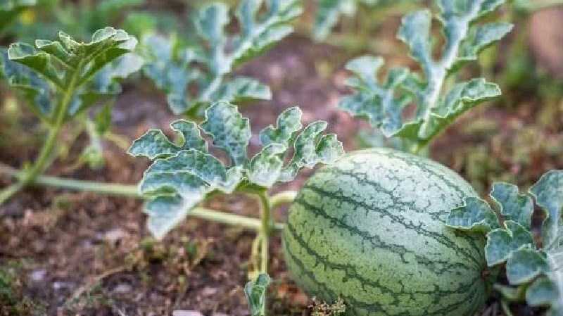 新疆食葵高产秘诀:科学管理让葵花籽粒粒饱满 新疆食葵高产秘诀:科学管理让葵花籽粒粒饱满