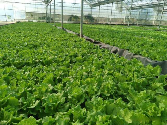 无泥种菜技术：都市里的绿色魔法，轻松收获健康鲜蔬