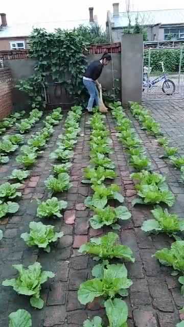 无泥种菜技术：都市里的绿色魔法，轻松收获健康鲜蔬