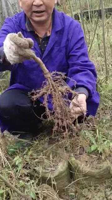 旱柳与金丝垂柳扦插育苗核心管理要点