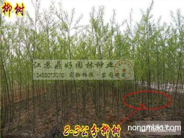 旱柳与金丝垂柳扦插育苗核心管理要点