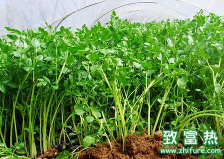 春季芹菜种植全攻略，跟着学保准儿错不了