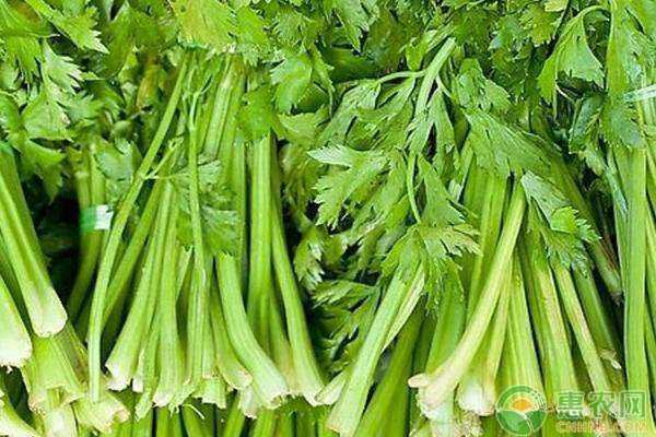 春季芹菜种植全攻略，跟着学保准儿错不了