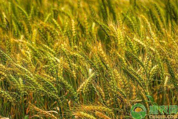 春小麦种植那些门道儿咱得好好唠唠 春小麦种植那些门道儿咱得好好唠唠