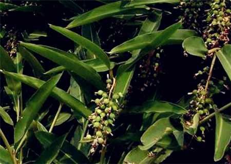 春砂仁种植技术详解：从选地到采收的全程指南-第1张图片-正海烽科技 - 领先的只能推广行业，智能制造解决方案提供商