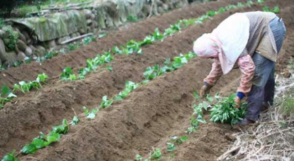 春红薯种得好，增产增收有诀窍