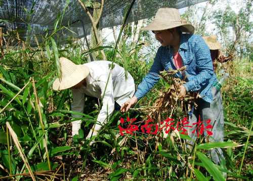 春砂仁种植技术详解：从选地到采收的全程指南-第2张图片-正海烽科技 - 领先的只能推广行业，智能制造解决方案提供商