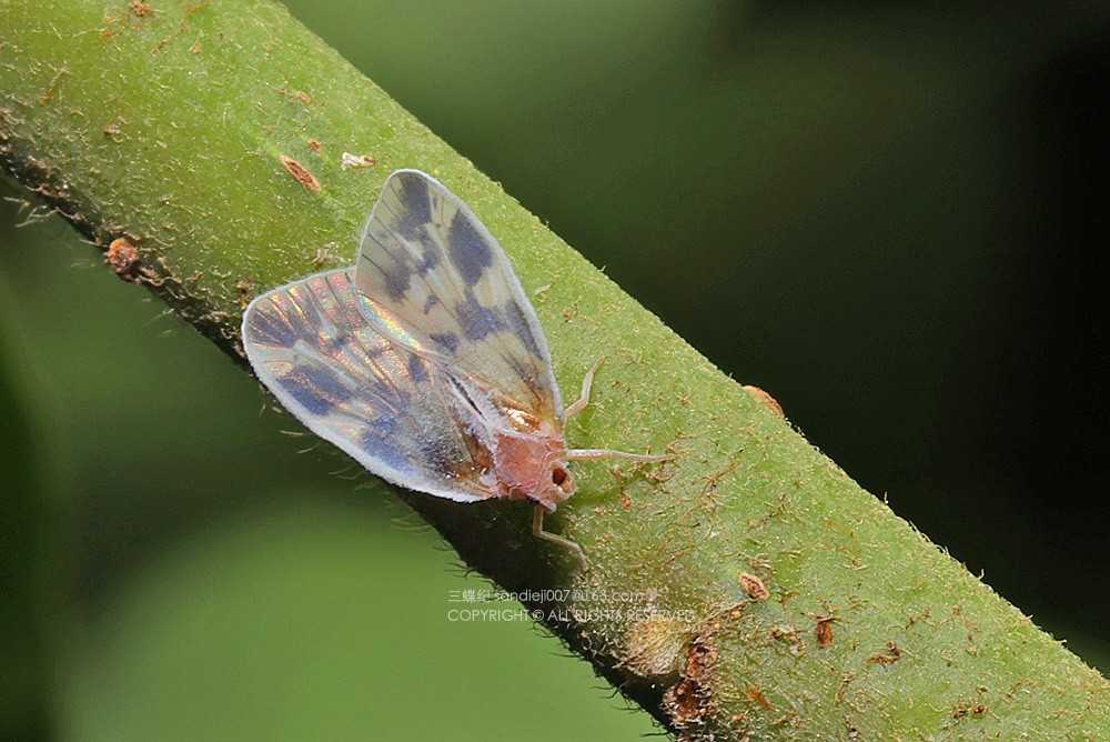 智慧田间的“隐形哨兵”：看AI如何把虫害拿捏得“死死的”-第1张图片-正海烽科技 - 领先的只能推广行业，智能制造解决方案提供商