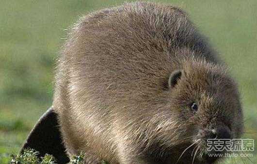 智能伙伴，未来的AI助手与海狸式团队如何重塑你我生活