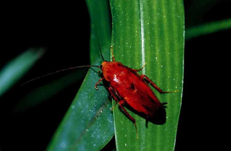 智能科技辨蟑螂家居除害新妙招 智能科技辨蟑螂家居除害新妙招