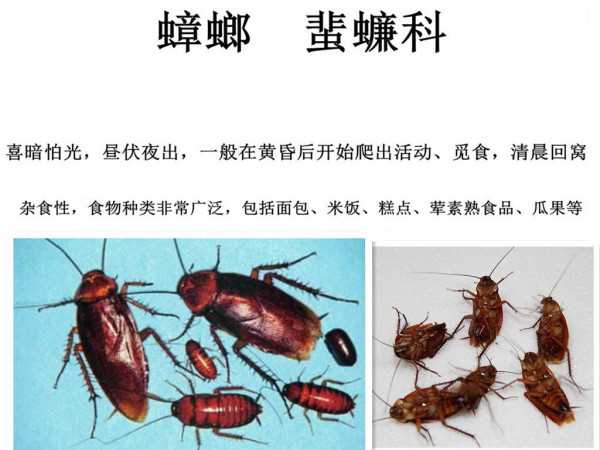 智能科技辨蟑螂家居除害新妙招 智能科技辨蟑螂家居除害新妙招