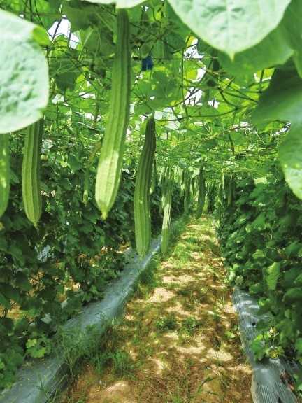 有棱丝瓜种植秘籍：从零开始轻松收获