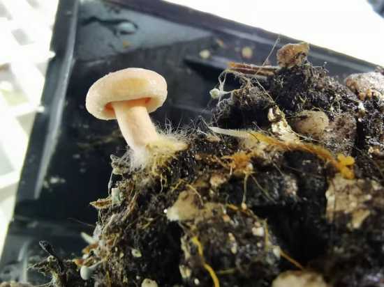 木耳种出新花样，老乡们的日子越过越亮堂-第1张图片-正海烽科技 - 领先的只能推广行业，智能制造解决方案提供商