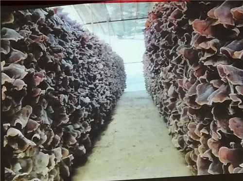 木耳种出新花样，老乡们的日子越过越亮堂-第2张图片-正海烽科技 - 领先的只能推广行业，智能制造解决方案提供商