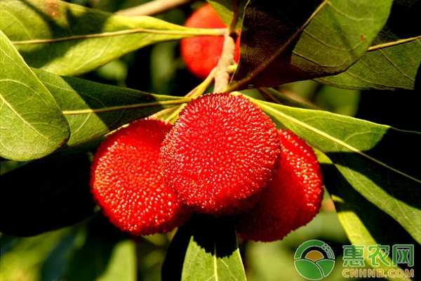 杨梅施肥有讲究，全年管理抓要害