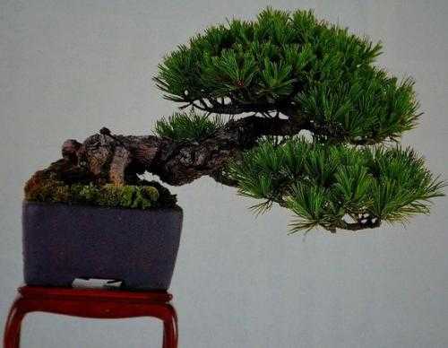 松树嫁接技巧全攻略