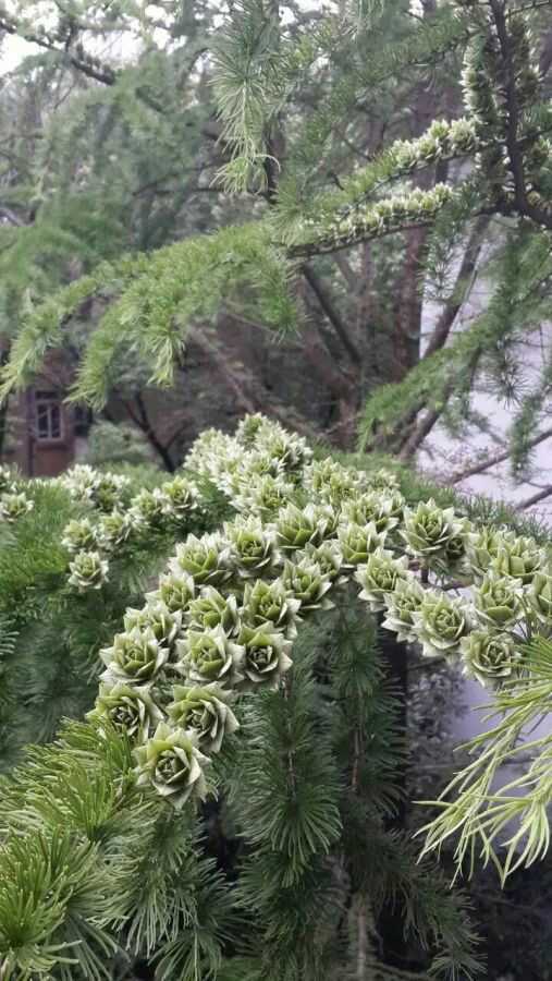 松树嫁接技巧全攻略