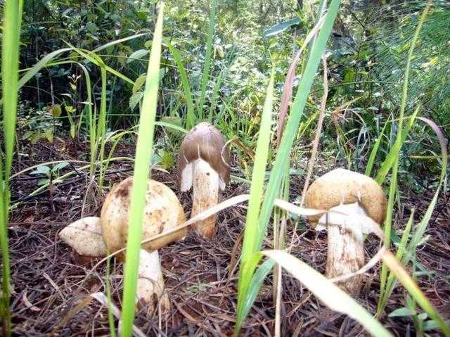 松树菌人工种植不再是梦 林下仿野生栽培技术取得重大突破 松树菌人工种植不再是梦 林下仿野生栽培技术取得重大突破