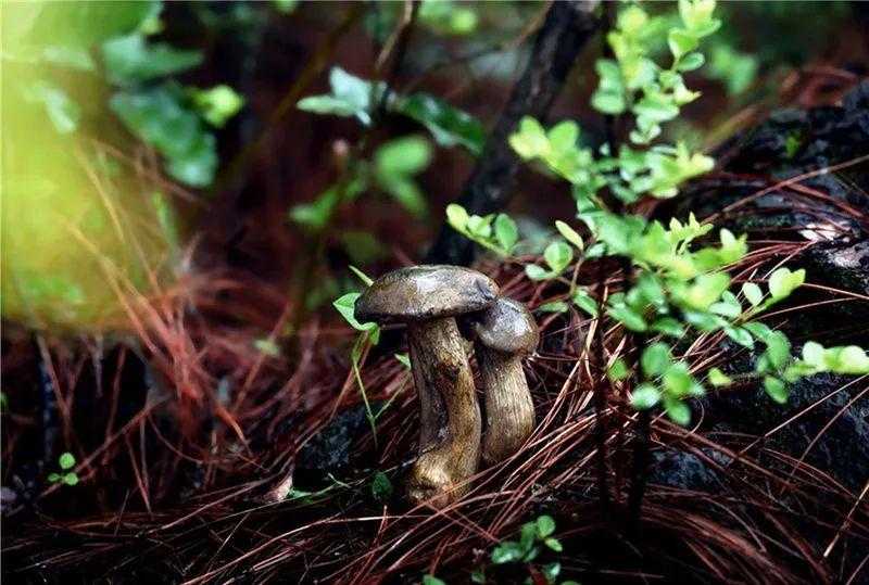 松树菌人工种植不再是梦 林下仿野生栽培技术取得重大突破 松树菌人工种植不再是梦 林下仿野生栽培技术取得重大突破