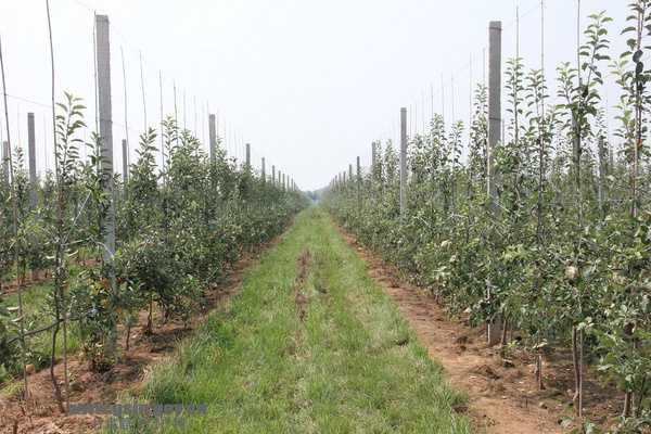 林业育苗技术整理宝典-第2张图片-正海烽科技 - 领先的只能推广行业,智能制造解决方案提供商 林业育苗技术整理宝典-第2张图片-正海烽科技 - 领先的只能推广行业,智能制造解决方案提供商