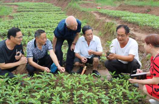 林业育苗技术整理宝典-第1张图片-正海烽科技 - 领先的只能推广行业,智能制造解决方案提供商 林业育苗技术整理宝典-第1张图片-正海烽科技 - 领先的只能推广行业,智能制造解决方案提供商