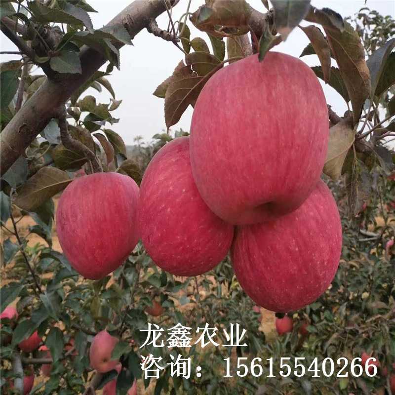 果树一边倒技术：让果树躺平了给咱多结果子