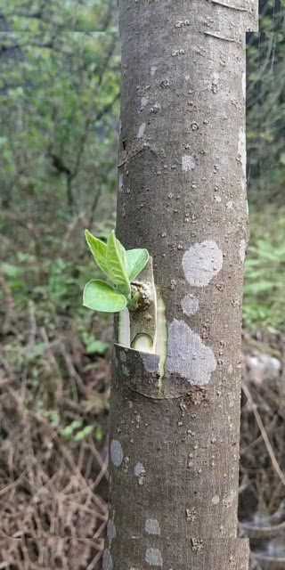 果树芽接：选对时机和方法，让你家果园焕然一新