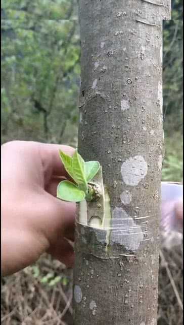 果树芽接：选对时机和方法，让你家果园焕然一新